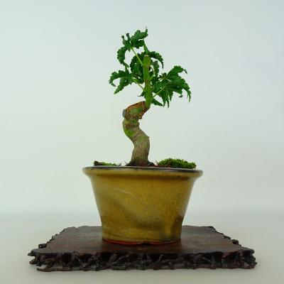 小品盆栽：モミジ／八房／鹿島／超人気種／プラ鉢付／佐賀県産 小品