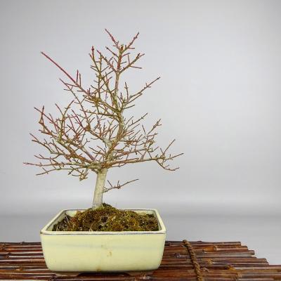 コマユミ盆栽（盆栽）｜盆栽、苔玉 | 花、ガーデニング の