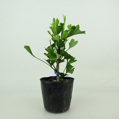 盆栽 『イチョウ』 紅葉 インテリア 観葉植物 ガーデニング 送料無料 b125 盆栽 『イチョウ』 紅葉 和風 インテリア 観葉植物 ガーデニング