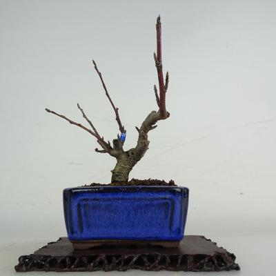 姫りんご（盆栽）｜盆栽、苔玉 | 花、ガーデニング のおすすめ人気商品