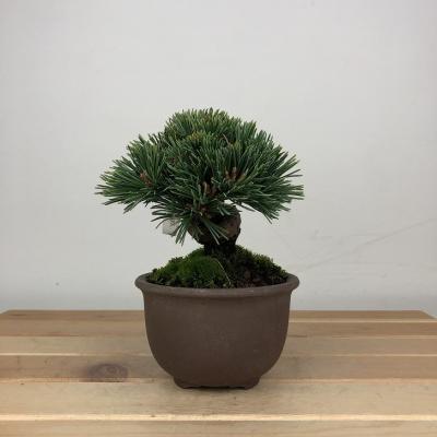 五葉松 明星のおすすめ人気商品一覧 通販 - Yahoo!ショッピング