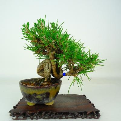 黒松盆栽　中品盆栽/五葉松/赤松/杜松/蝦夷松 盆栽と言えば松柏盆栽 五葉松・黒松・赤松・真柏・杜松の育て方4冊