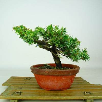 杜松 盆栽（盆栽、苔玉） | 花、ガーデニング のおすすめ人気商品一覧