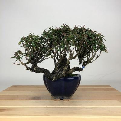 テイカカズラ 盆栽のおすすめ人気商品一覧 通販 - Yahoo!ショッピング