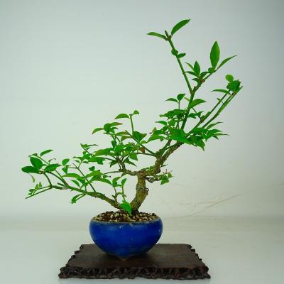 ニシキギ盆栽（盆栽、苔玉） | 花、ガーデニング の商品一覧 通販