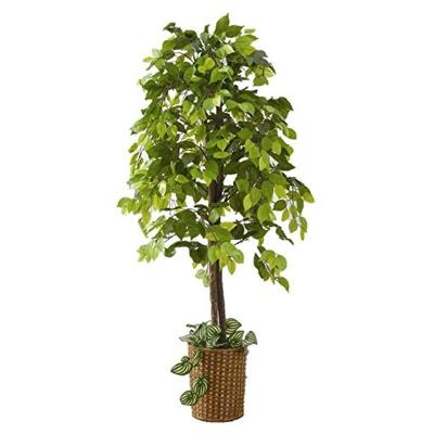 ホームセンターバローYahoo!店 - 観葉植物｜Yahoo!ショッピング