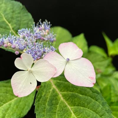 斑入りアジサイ（苗木、植木） | 花、ガーデニング のおすすめ人気商品