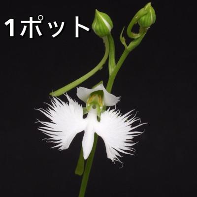 サギソウ 球根 銀河のおすすめ人気商品一覧 通販 - Yahoo!ショッピング