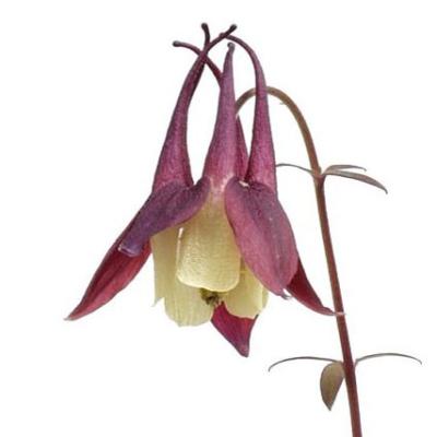 天然＊野生【オダマキ＊苧環＊糸繰草】4株➕おまけ！鉢ごと発送で安心♪ やまおか碧山苑ヤフー店 - オダマキ（苧環）｜Yahoo!ショッピング