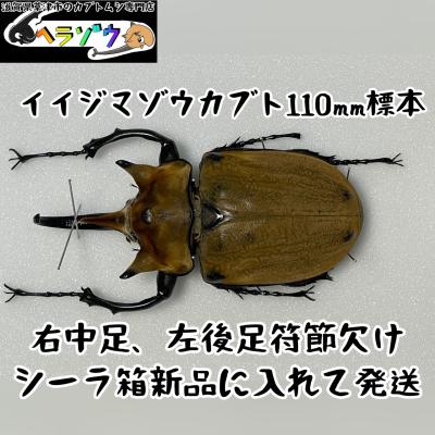 カブトムシ専門店ヘラゾウ - 標本｜Yahoo!ショッピング