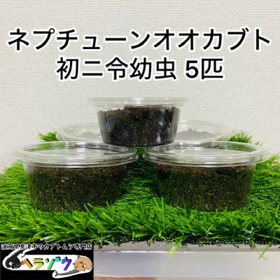 ネプチューンオオカブト 初ニ令 幼虫5匹（ネプチューン） オス♂メス  