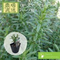 ハーブ レモングラス シトロネラ 9cmポット 苗 アロマ 虫よけ ハーブティー スパイス Herb Z 601 001 フラワーネット日本花キ流通 通販 Yahoo ショッピング