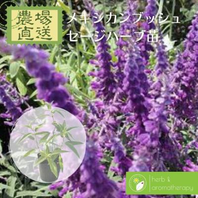 アメジストセージ 苗（ハーブ苗）｜苗 | 花、ガーデニング の商品一覧