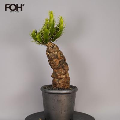 SWAG GEAR ヤフー店 - 塊根植物｜Yahoo!ショッピング