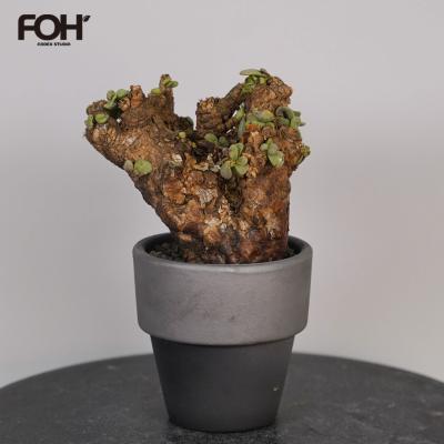 SWAG GEAR ヤフー店 - 塊根植物｜Yahoo!ショッピング