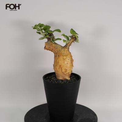 SWAG GEAR ヤフー店 - 塊根植物｜Yahoo!ショッピング