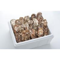 送料無料 産地直送 広島県産 殻付き 生牡蠣 (かき) 50個 アミスイ 