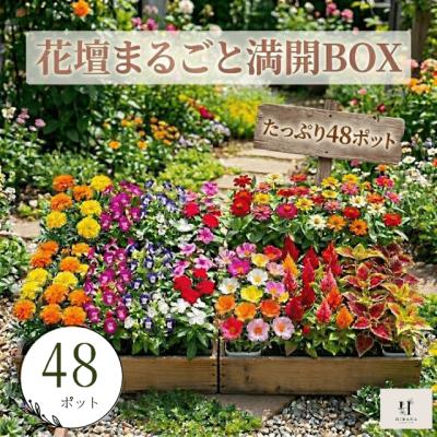 ラナンキュラス（花の苗）｜苗 | 花、ガーデニング のおすすめ人気商品