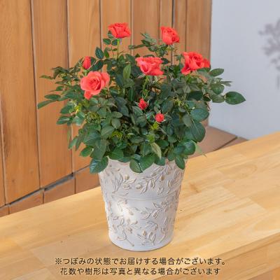 ミニバラ(花、ガーデニング)の商品一覧 通販 - Yahoo!ショッピング ミニバラ(花、ガーデニング)の商品一覧 通販 - Yahoo!ショッピング