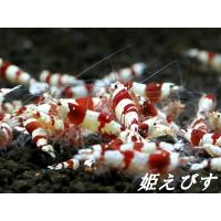 送料無料 レッドビーシュリンプ １０匹 １ランク上の綺麗な個体 国産ブリードのみ 兵庫姫路産 の個体です Shrimp019 姫えびすヤフー店 通販 Yahoo ショッピング