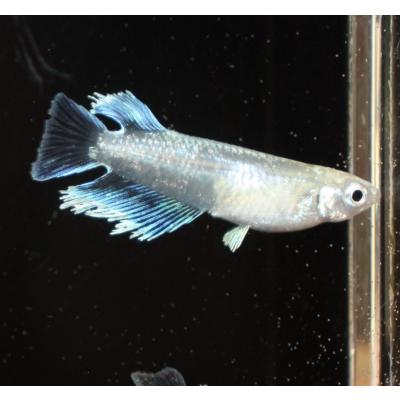 メダカ屋ひな - めだか成魚｜Yahoo!ショッピング