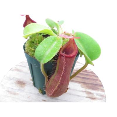 nepenthes edwardsianaのおすすめ人気商品一覧 通販 - Yahoo!ショッピング