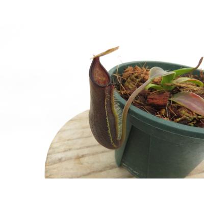 Hiro s Pitcher Plants ヤフー店 - 商品一覧（おすすめ順） - 売れ筋