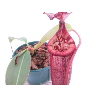 Hiro s Pitcher Plants ヤフー店 - ネペンテス ウツボカズラ 各種