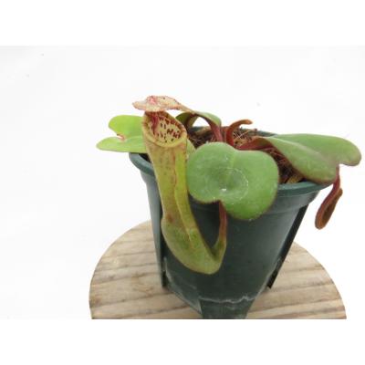 Hiro s Pitcher Plants ヤフー店 - ネペンテス ウツボカズラ 各種
