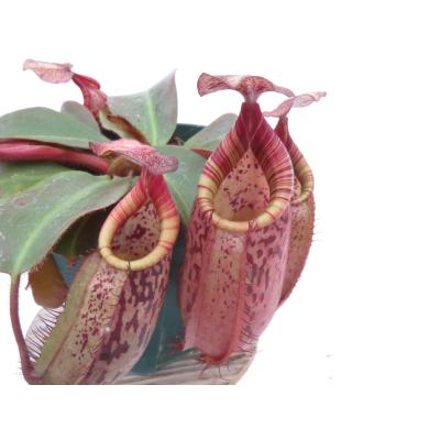 Hiro s Pitcher Plants ヤフー店 - ネペンテス ウツボカズラ 各種