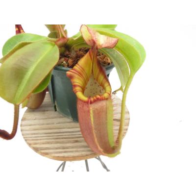 Hiro s Pitcher Plants ヤフー店 - ネペンテス ウツボカズラ 各種