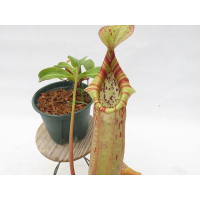 Hiro s Pitcher Plants ヤフー店 - ネペンテス ウツボカズラ 各種