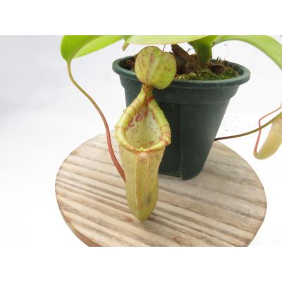 Hiro s Pitcher Plants ヤフー店 - ネペンテス ウツボカズラ 各種