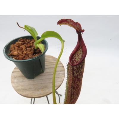 Hiro s Pitcher Plants ヤフー店 - ネペンテス ウツボカズラ 各種