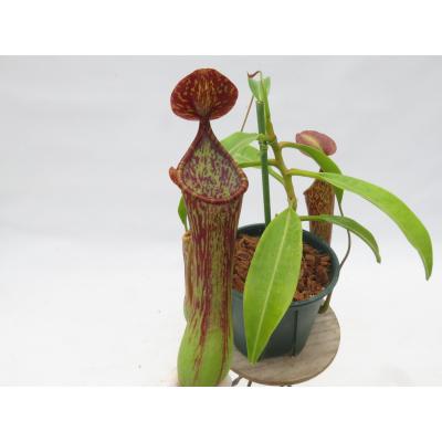 Hiro s Pitcher Plants ヤフー店 - ネペンテス ウツボカズラ 各種