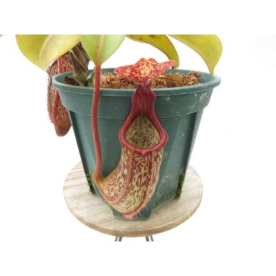 Hiro s Pitcher Plants ヤフー店 - ネペンテス ウツボカズラ 各種