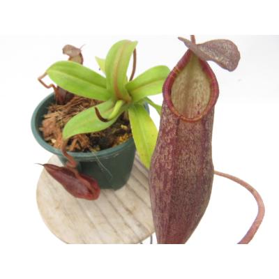 Hiro s Pitcher Plants ヤフー店 - ネペンテス ウツボカズラ 各種
