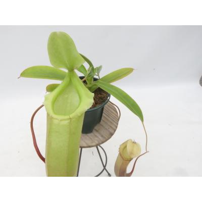 Hiro s Pitcher Plants ヤフー店 - ネペンテス ウツボカズラ 各種