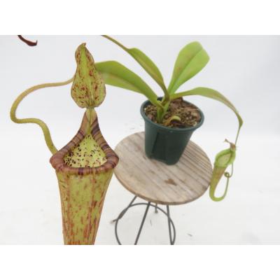 Hiro s Pitcher Plants ヤフー店 - ネペンテス ウツボカズラ 各種
