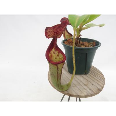 Hiro s Pitcher Plants ヤフー店 - ネペンテス ウツボカズラ 各種