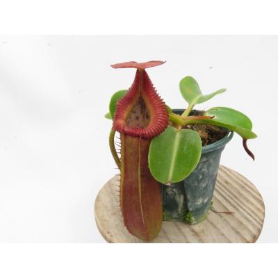 nepenthes edwardsianaの商品一覧 通販 - Yahoo!ショッピング