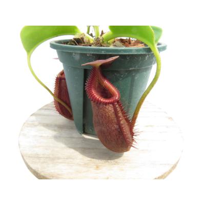 Hiro s Pitcher Plants ヤフー店 - ネペンテス ウツボカズラ 各種