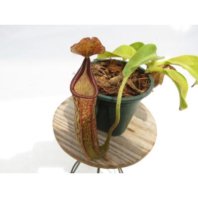 Hiro s Pitcher Plants ヤフー店 - ネペンテス ウツボカズラ 各種