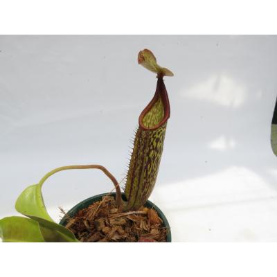 Hiro s Pitcher Plants ヤフー店 - ネペンテス ウツボカズラ 各種