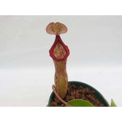 Hiro s Pitcher Plants ヤフー店 - ネペンテス ウツボカズラ 各種
