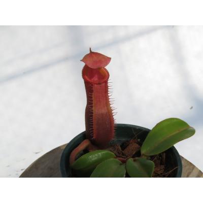 nepenthes edwardsianaの商品一覧 通販 - Yahoo!ショッピング