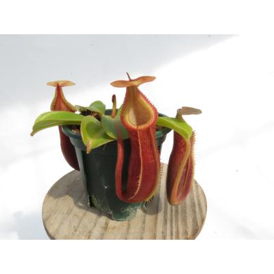 nepenthes edwardsianaの商品一覧 通販 - Yahoo!ショッピング