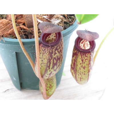 Hiro s Pitcher Plants ヤフー店 - ネペンテス ウツボカズラ 各種