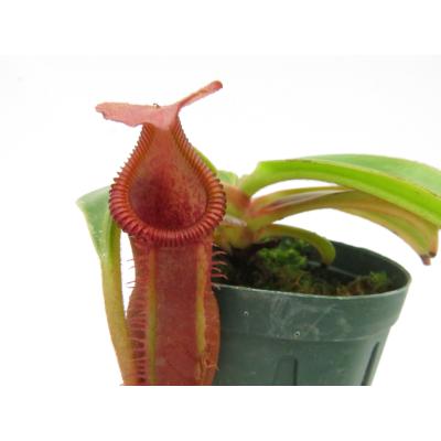 nepenthes edwardsianaの商品一覧 通販 - Yahoo!ショッピング
