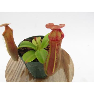 Hiro s Pitcher Plants ヤフー店 - ネペンテス ウツボカズラ 各種